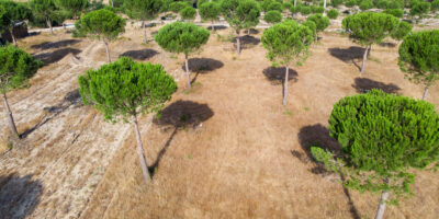 © www.pedroferraz.com