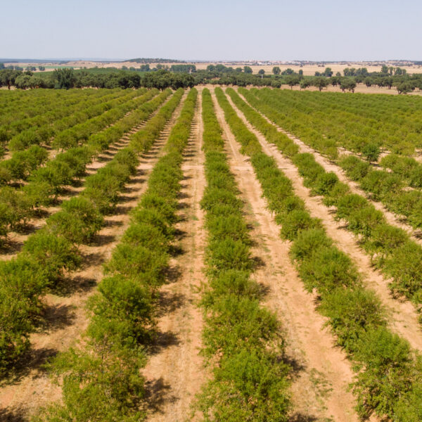 © www.pedroferraz.com