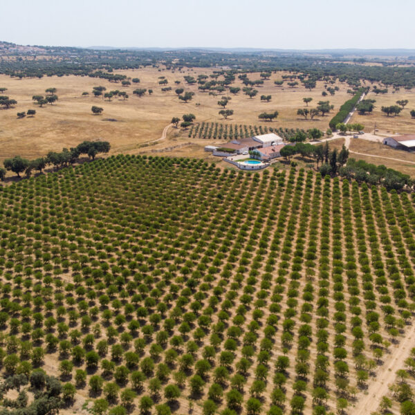 © www.pedroferraz.com