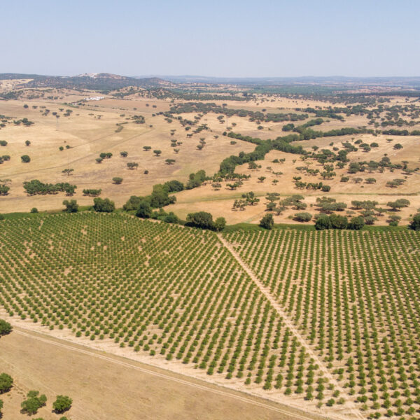 © www.pedroferraz.com