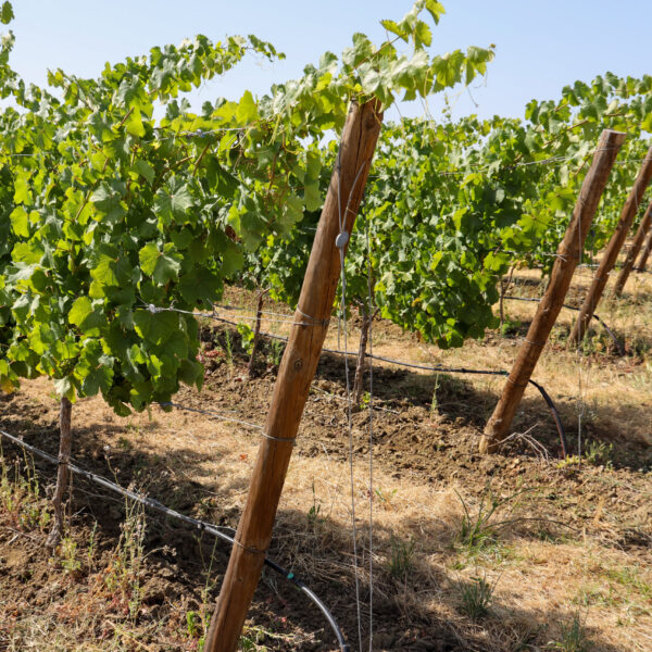 © www.pedroferraz.com