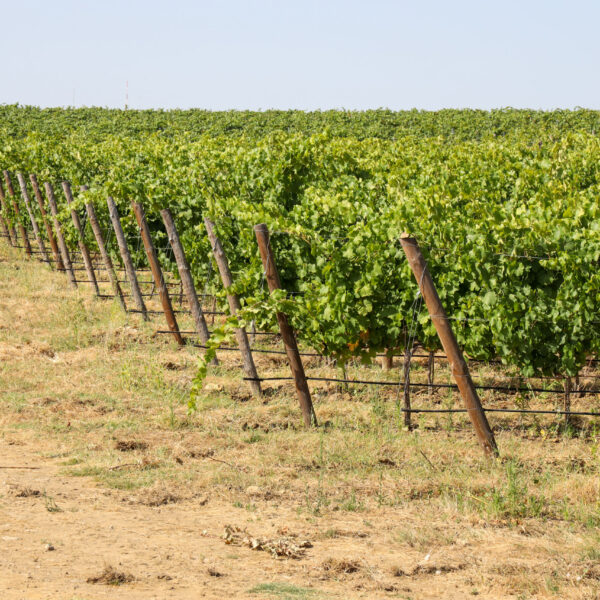 © www.pedroferraz.com