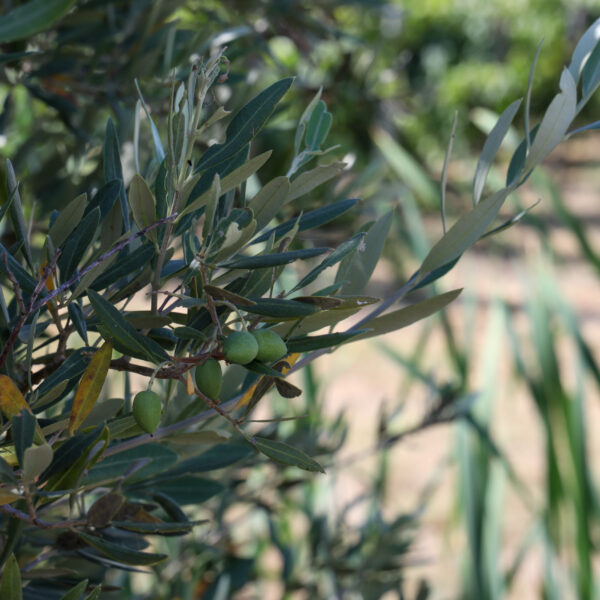 © www.pedroferraz.com