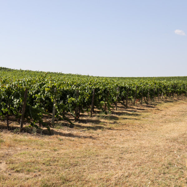 © www.pedroferraz.com