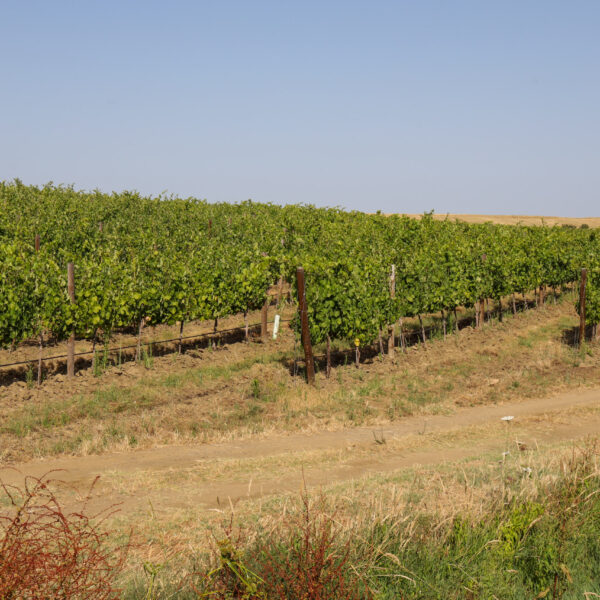 © www.pedroferraz.com