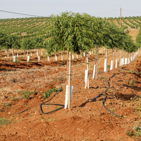 © www.pedroferraz.com