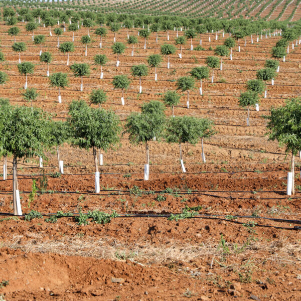 © www.pedroferraz.com