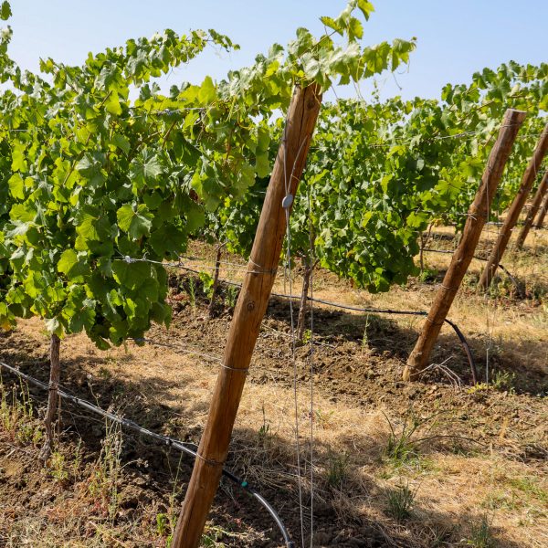 141-PFz_20200624_160501_AK4A9283