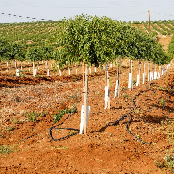 189-PFz_20200624_175207_AK4A9424