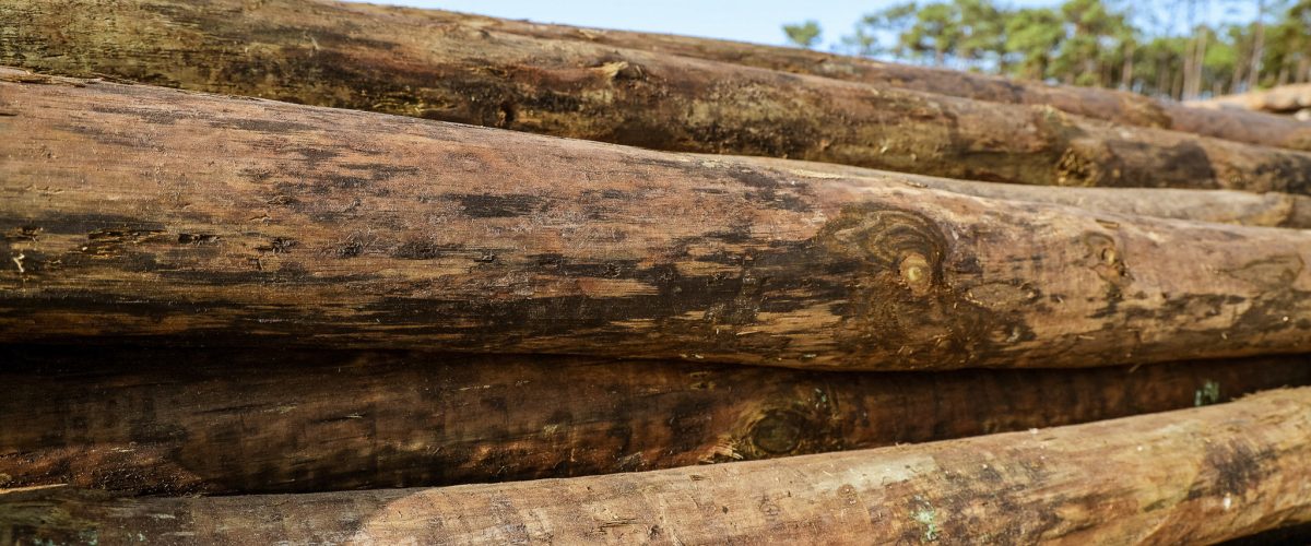 280-PFz_20200915_174242_AK4A0221