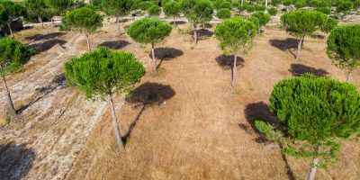 37-PFz_20200624_085521_DJI_0047 37-PFz_20200624_085521_DJI_0047