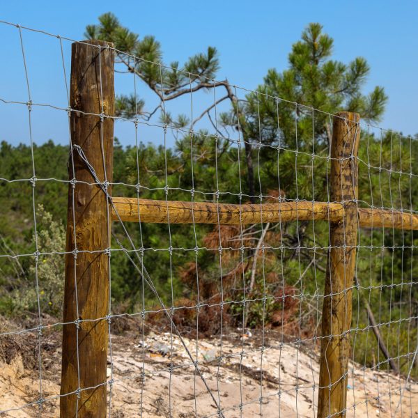 51-PFz_20200624_102502_AK4A8972-2